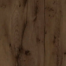 Таксония шоколадная