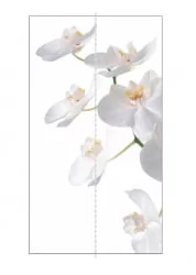 Шкаф-купе двухдверный Экспресс Дуо 1200х2400х Орхидея белая/Ясень шимо тёмный / 1200х2400h