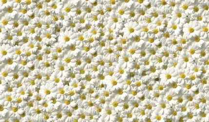 Большой обеденный стол Прямоугольный 1200х700 фп Ромашки Д006 ЛДСП серый